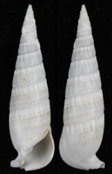 Rhinoclavis fasciata