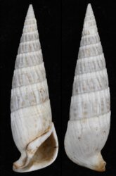 Rhinoclavis fasciata