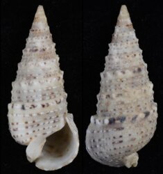 Rhinoclavis sinensis