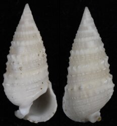 Rhinoclavis sinensis