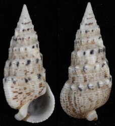 Rhinoclavis brettinghami