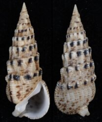 Rhinoclavis brettinghami