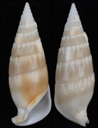 Rhinoclavis vertagus