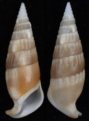 Rhinoclavis vertagus