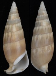 Rhinoclavis vertagus