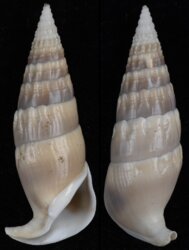 Rhinoclavis vertagus