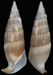 Rhinoclavis vertagus