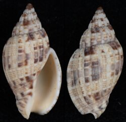 Lyria mitraeformis