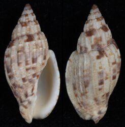 Lyria mitraeformis