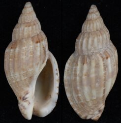 Lyria mitraeformis