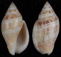 Lyria deliciosa howensis