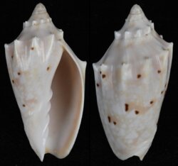 Lyria pulchra pulchra