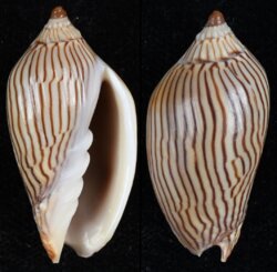 Amoria zebra fma lineatina