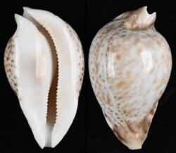 Umbilia hesitata hesitata