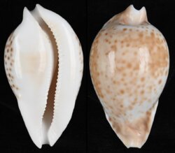 Umbilia hesitata beddomei