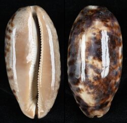 Chelycypraea testudinaria