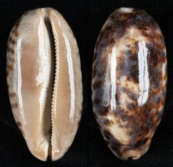 Chelycypraea testudinaria