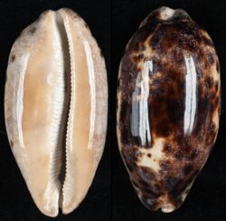 Chelycypraea testudinaria