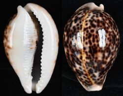 Cypraea pantherina