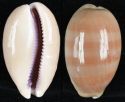 Lyncina leviathan titan