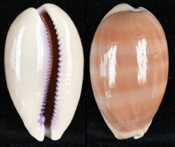 Lyncina leviathan titan