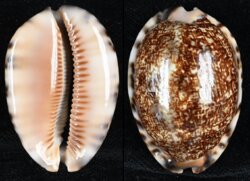 Mauritia arabica immanis