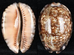 Mauritia arabica immanis