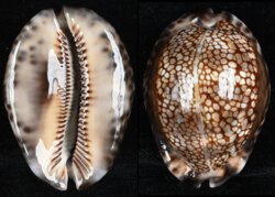 Mauritia maculifera maculifera