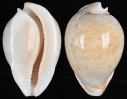 Umbilia armeniaca armeniaca