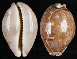 Leporicypraea mappa mappa