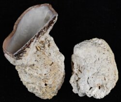 Pseudochama corbierei