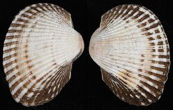 Anadara kagoshimensis