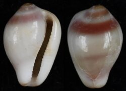 Proterato denticulata