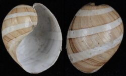 Hydatina albocincta