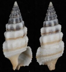 Cerithium balteatum