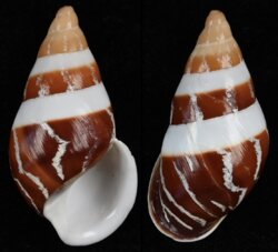 Dolichostyla virgata