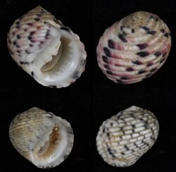 Nerita versicolor PAIR