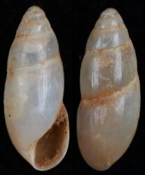 Ferussacia follicula