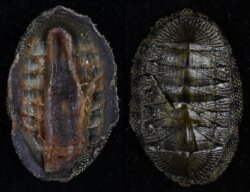 Chiton virgulatus