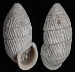 Cerion melanostomus