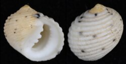 Nerita versicolor