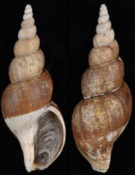 Japelion adelphicus