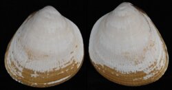 Laevicardium norvegicum