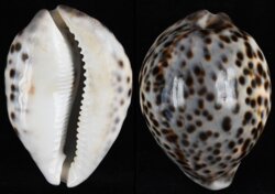 Cypraea tigris tigris