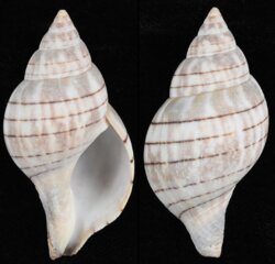 Cinctura hunteria hunteria