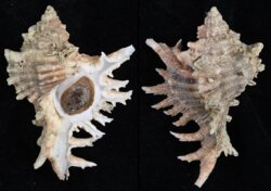 Chicoreus brevifrons