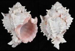 Phyllonotus erythrostomus