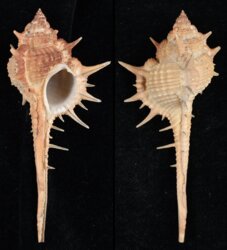 Murex aduncospinosus