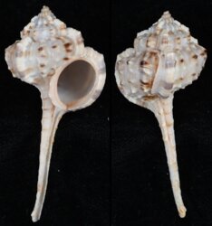 Haustellum langleitae