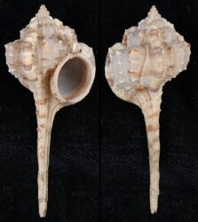 Haustellum langleitae